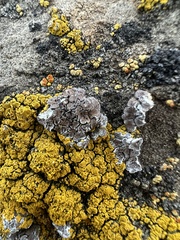 Candelariella rosulans
