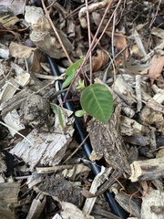 Eucalyptus cladocalyx