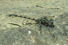 Paragomphus cognatus