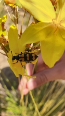 Ceroctis capensis