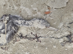 Phalacrocorax punctatus punctatus