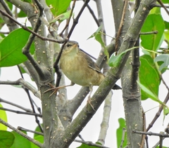 Helopsaltes certhiola