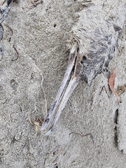 Phalacrocorax punctatus punctatus