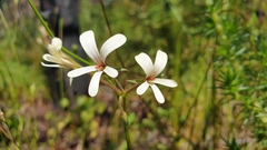 Pelargonium elongatum