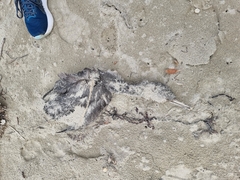 Phalacrocorax punctatus punctatus