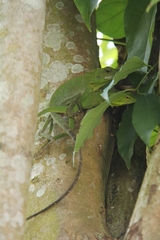 Bronchocela