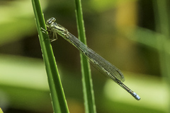 Pseudagrion