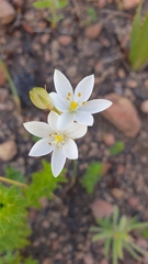 Ornithogalum hispidum