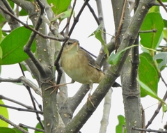 Helopsaltes certhiola