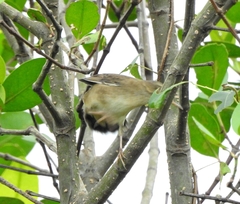 Helopsaltes certhiola