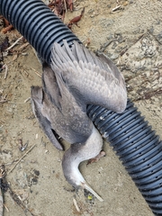 Phalacrocorax punctatus punctatus