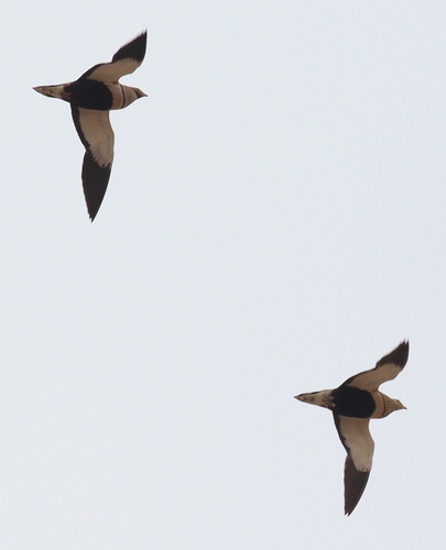 Ganga ortega (Pterocles orientalis)