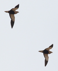 Pterocles orientalis