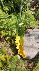 Lichtensteinia lacera