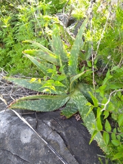 Aloe greatheadii davyana