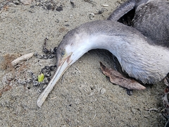 Phalacrocorax punctatus punctatus