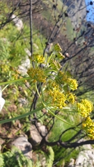Lichtensteinia lacera