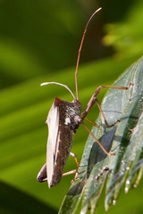 Mictis longicornis