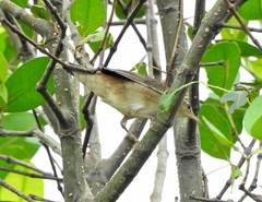 Helopsaltes certhiola