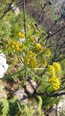 Lichtensteinia lacera