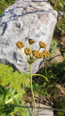 Lichtensteinia lacera