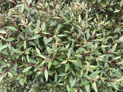 Maytenus acuminata