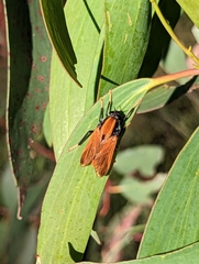 Pelecorhynchus fulvus