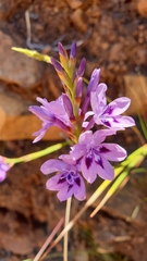 Thereianthus spicatus