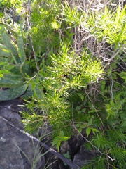 Asparagus suaveolens