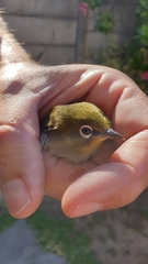 Zosterops virens capensis