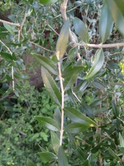 Olea europaea cuspidata