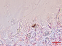 Myxarium nucleatum