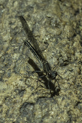 Platycypha fitzsimonsi