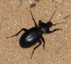 Carabus impressus