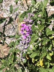 Cullen australasicum