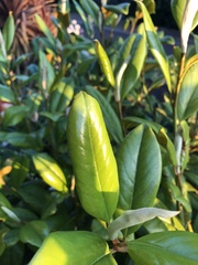 Magnolia grandiflora