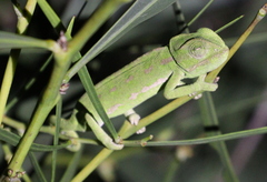 Chamaeleo chamaeleon
