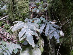 Blechnum colensoi