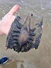 Callorhinchus milii