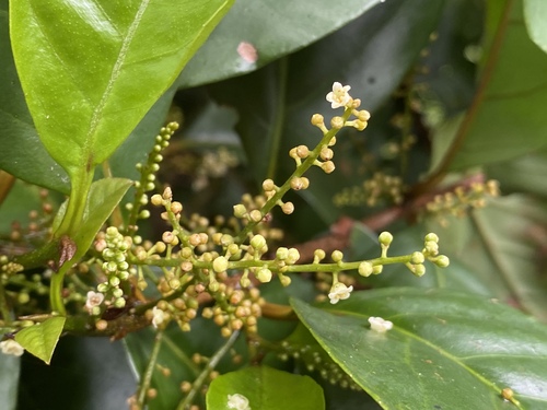 Maesa haplobotrys observed 2023-01-07