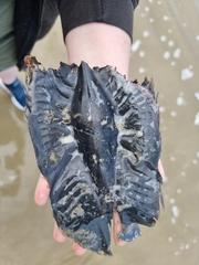 Callorhinchus milii