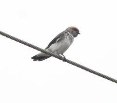 Petrochelidon fluvicola
