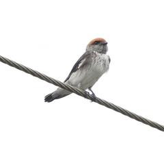 Petrochelidon fluvicola