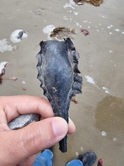 Callorhinchus milii