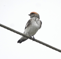 Petrochelidon fluvicola