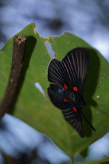 Melanis cephise