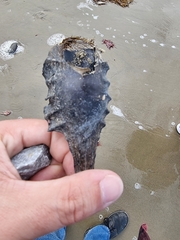 Callorhinchus milii