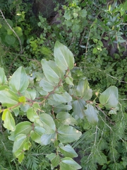 Ziziphus mucronata