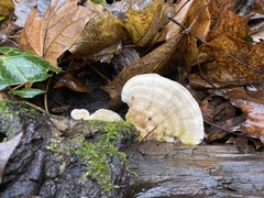 Trametes gibbosa