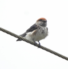 Petrochelidon fluvicola